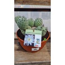 Tephrocactus geometricus