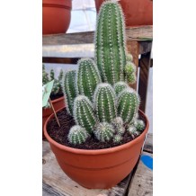 Trichocereus Huascha - Palmiers du Monde