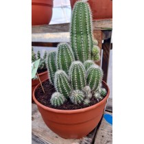 Trichocereus Huascha - Palmiers du Monde