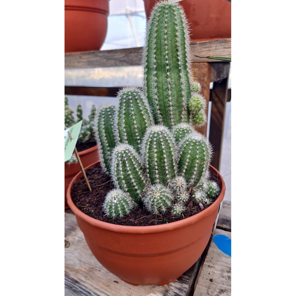 Trichocereus Huascha - Palmiers du Monde