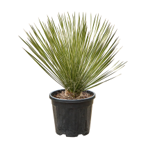 Yucca elata