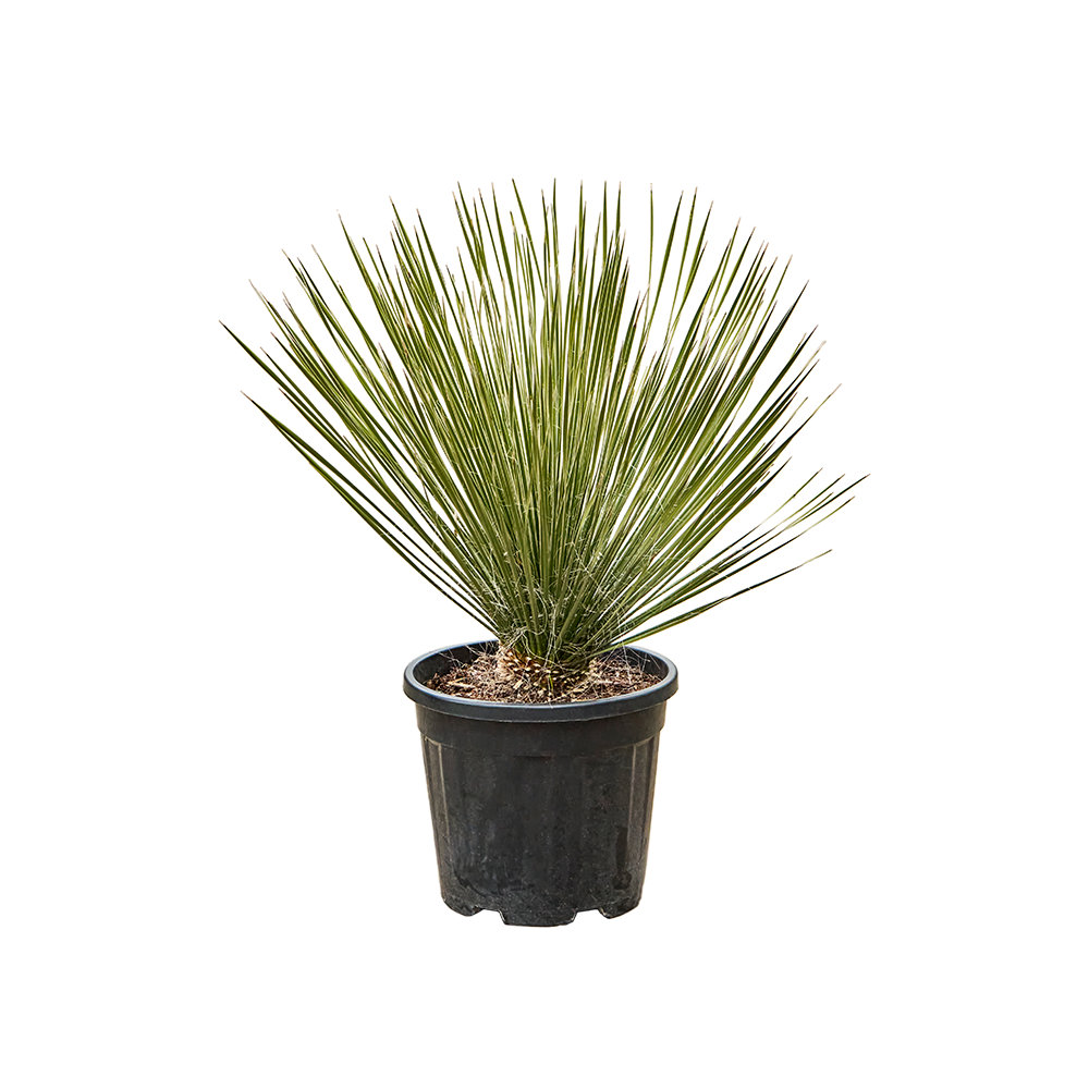 Yucca elata