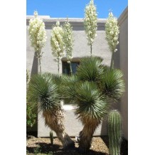 Yucca elata- Palmiers du Monde