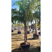 Butiagrus (butia capitata x syagrus romanzofiana)