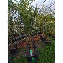 Butiagrus (butia capitata x syagrus romanzofiana)