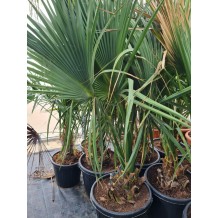 Sabal Bermudana - Palmiers du Monde