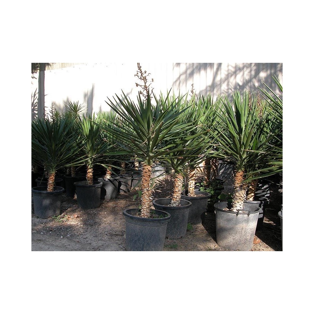 Yucca Aloifolia