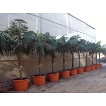 Howea forsteriana (Kentia)