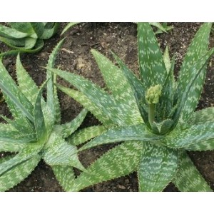 Aloe