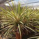 Cordylines & Co