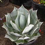 Agaves